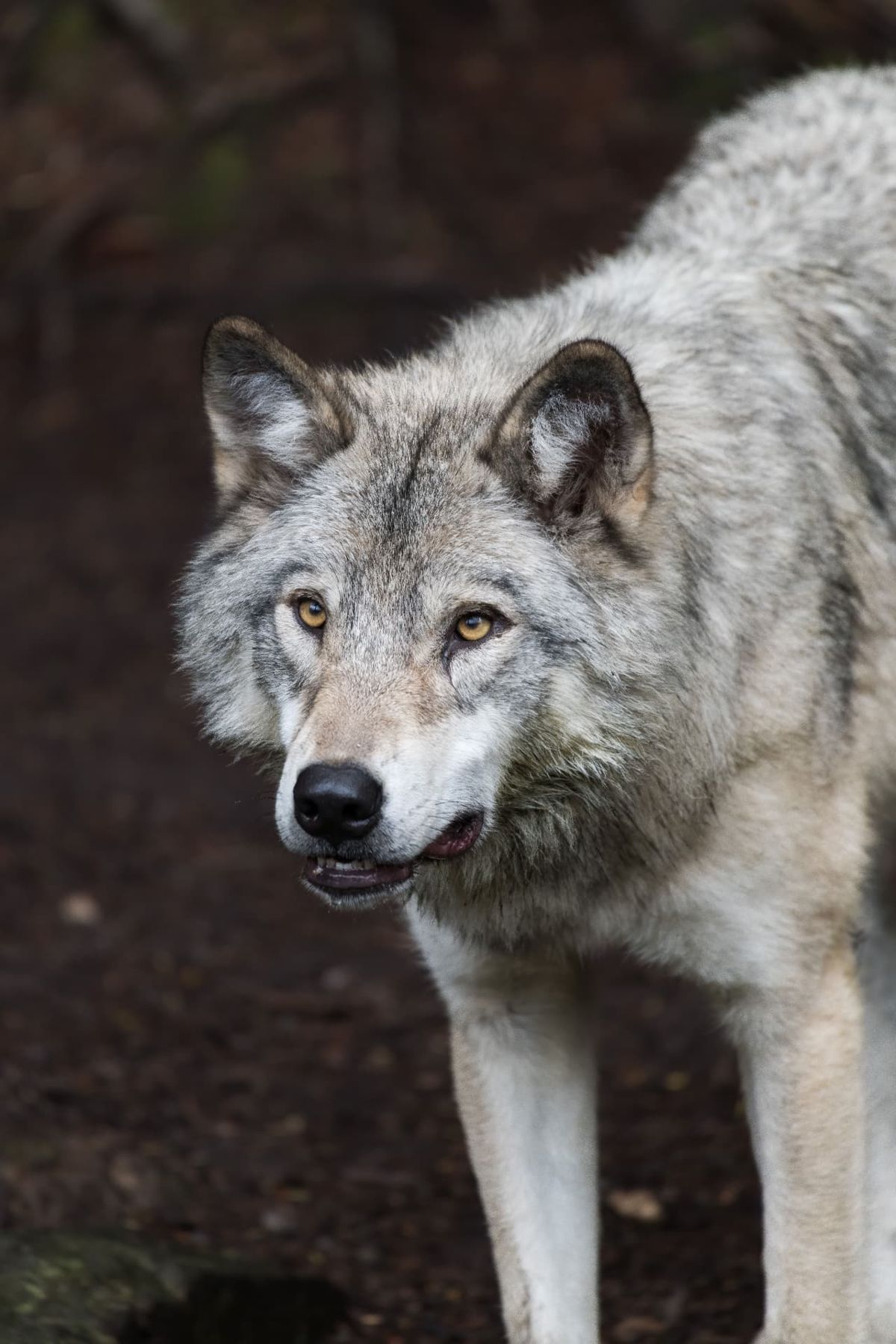 Close-up portrait of a grey wolf with amber eyes, looking to the side against a dark brown background.