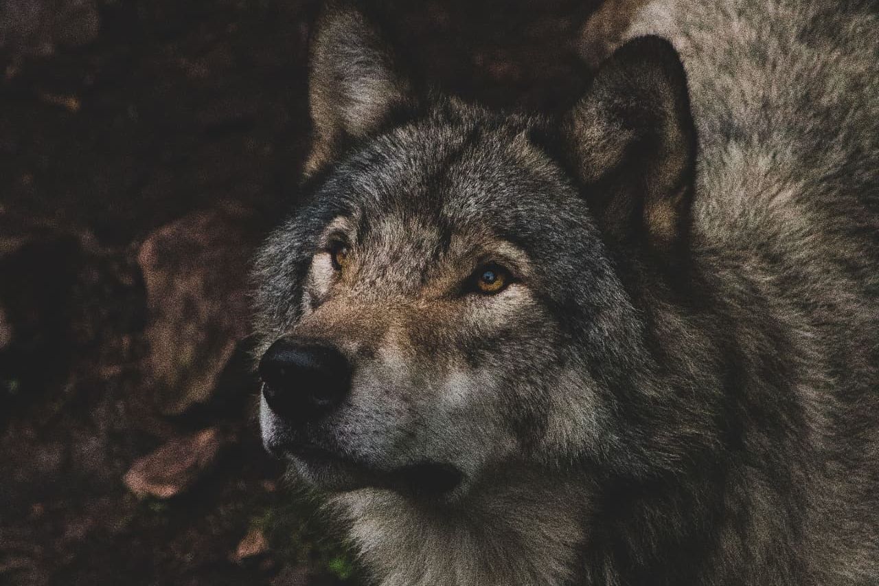 A grey wolf with amber eyes looking upward, in dark forest earth and fallen leaves.
