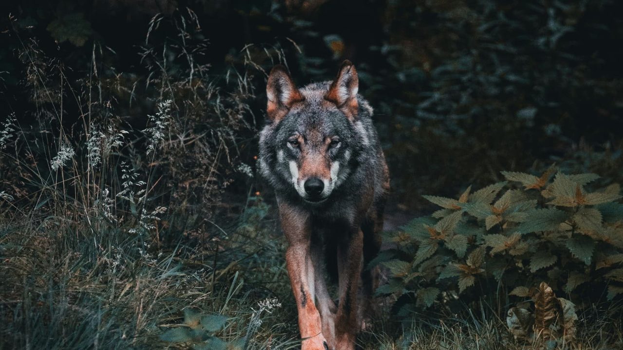 A grey wolf walking straight toward the viewer along a narrow path through dark forest grass and nettles.