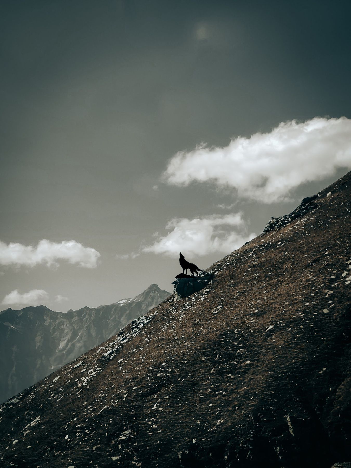 A wolf in silhouette howling on a rock ledge high on a steep mountain slope, under a dark, cloudy sky.